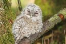 08-0315 Sleepy Tawny Owl Chick (Strix aluco)